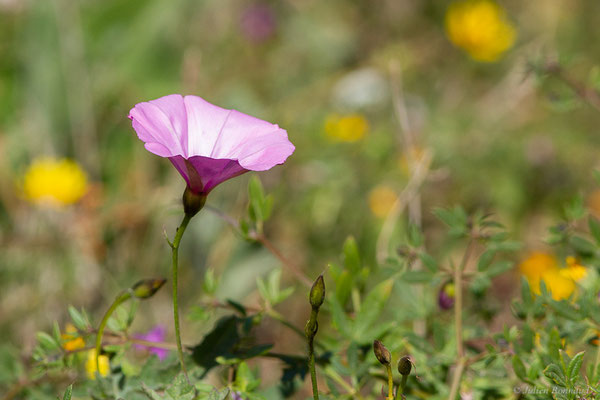 Liseron fausse guimauve — Convolvulus althaeoides L., 1753
