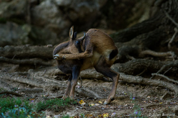 Isard – Rupicapra pyrenaica (Hermann, 1780), (Parc animalier des pyrénées, Argelès-Gazost (65), France, le 03/10/2017)