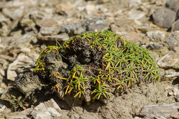 Plantain maritime — Plantago maritima L., 1753, (Bidart (64), France, le 09/11/2018)