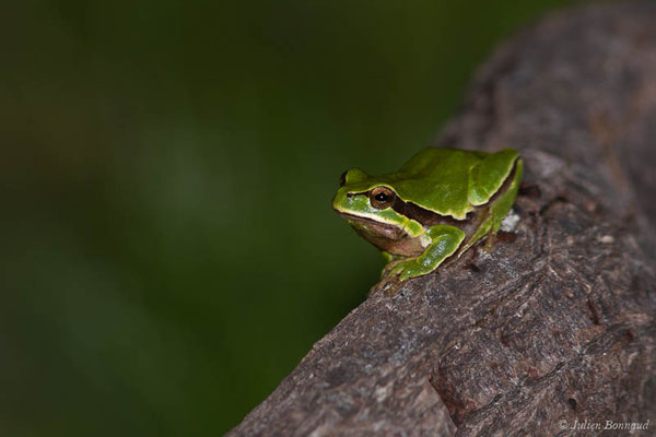 Rainette ibérique – Hyla molleri Bedriaga, 1889, (Tarnos (40), France, le 01/05/2021)
