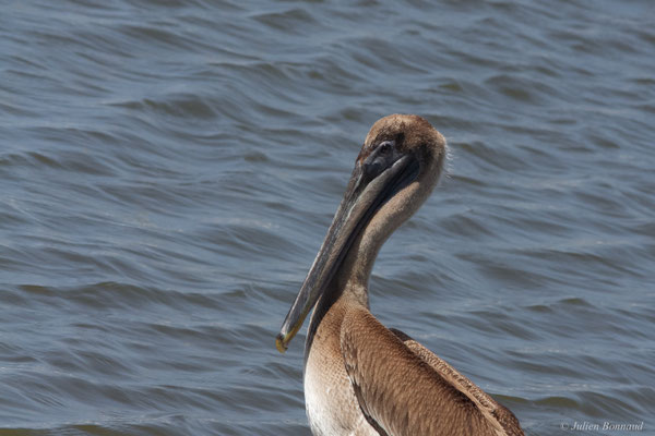 Pélican brun — Pelecanus occidentalis Linnaeus, 1766