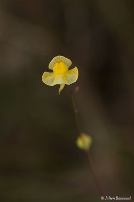 Utricularia hispida (Centre Spatial Guyanais, Kourou, le 31/07/2017)