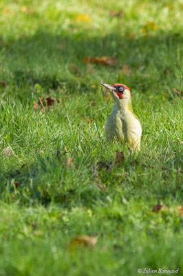 Pic vert — Picus viridis Linnaeus, 1758, (mâle adulte) (Pontivy (56), France, le 14/11/2017)