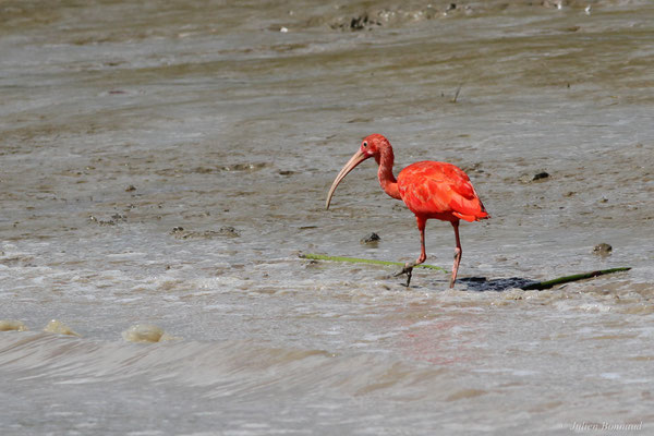 Ibis rouge — Eudocimus ruber (Linnaeus, 1758), (Dégrad des Cannes, Remire-Montjoly, Guyane, le 08/11/2015)