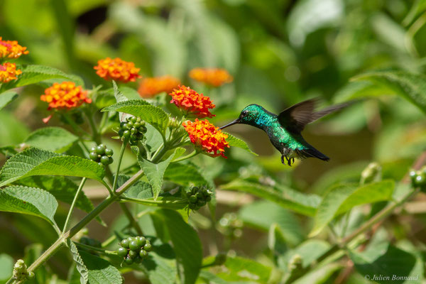 Émeraude orvert — Chlorostilbon mellisugus (Linnaeus, 1758), (Rémire-Montjoly, Guyane, le 19/07/2016)