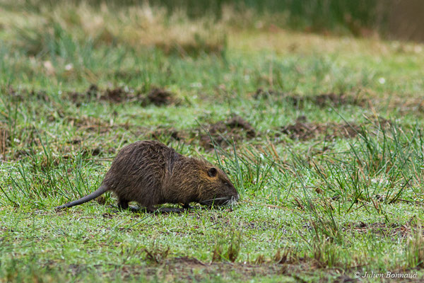 Ragondin — Myocastor coypus (Molina, 1782), (réserve ornithologique du Teich (33), France, le 23/01/2018)