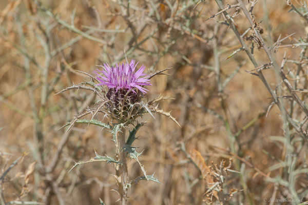 Atractyle humble — Atractylis humilis L., 1753, (Bardenas Real, Arguedas (Aragon), Espagne, le 02/07/2022)