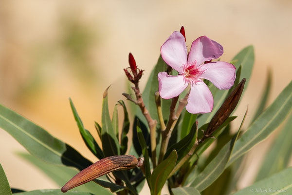 Laurier rose — Nerium oleander L., 1753, (Marrakech-Tensift-Al Haouz), Maroc, le 25/01/2023)