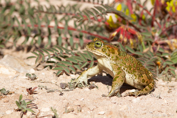 Crapaud vert africain — Bufotes boulengeri (Lataste, 1879)