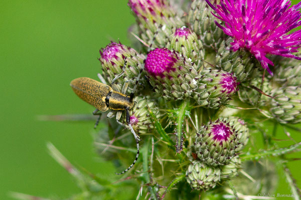 Aiguille marbrée – Agapanthia villosoviridescens (De Geer, 1775), (Station de ski de Gourette, Eaux-Bonnes (64), France, le 14/06/2022)