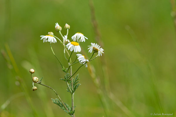 Chrysanthème en corymbe — Tanacetum corymbosum (L.) Sch.Bip., 1844, (Etsaut (64), France, le 31/05/2022)