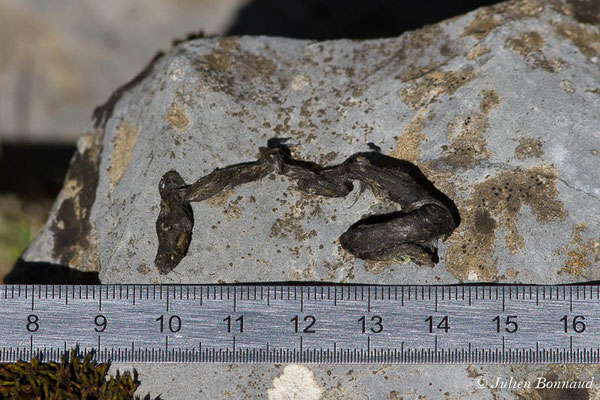 Hermine – Mustela erminea Linnaeus, 1758, (crotte) (Etsaut (64), France, le 23/04/2021)