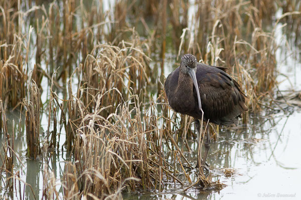Ibis falcinelle — Plegadis falcinellus (Linnaeus, 1766), (Parc Naturel du Delta de l'Ebre (Catalogne), Espagne, le 05/02/2022)