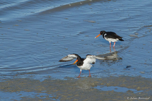 Huîtrier pie — Haematopus ostralegus Linnaeus, 1758, (Baie de Saint-Brieuc, Hillion (22), France, le 11/01/2018)