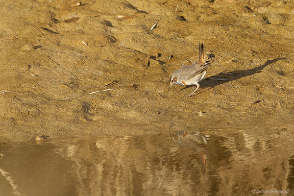 Gorgebleue à miroir — Luscinia svecica (Linnaeus, 1758), (Parc Naturel du Delta de l'Ebre (Catalogne), Espagne, le 06/02/2022)