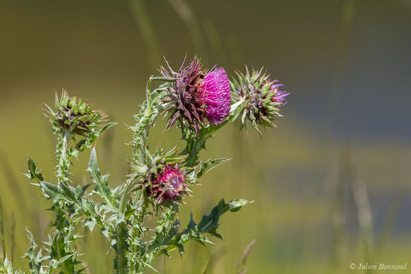 Chardon penché — Carduus nutans L., 1753, (Col du Pourtalet, Laruns (64), France, le 22/06/2019)