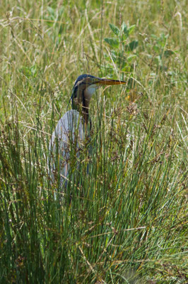 Héron pourpré — Ardea purpurea Linnaeus, 1766, (Saint-Thomas-de-Conac (17), France, le 21/06/2018)