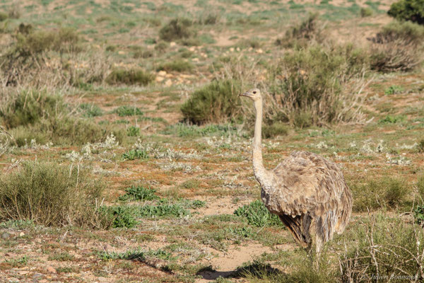 Autruche à cou rouge ou autruche Afrique du Nord —  Struthio camelus Linnaeus, 1758, (Parc national de Souss-Massa, Sidi Binzarne (Agadir), (réserve des gazelles), le 01/02/2023) 