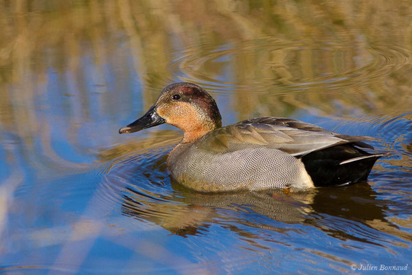 Hybride Sarcelle d'hiver – Anas crecca Linnaeus, 1758, X Canard colvert – Anas platyrhynchos Linnaeus, 1758, (Parc ornithologique de Pont de Gau (13), France, le 20/02/2020)