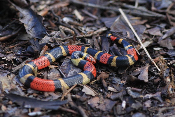 Serpent-Corail du Suriname — Micrurus surinamensis (Cuvier, 1816), (Petit-Saut, Kourou, Guyane, le 07/06/2016)