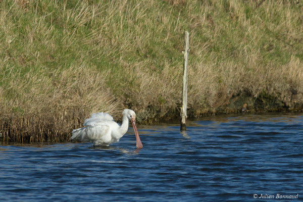 Spatule blanche — Platalea leucorodia Linnaeus, 1758, (juvénile) (marais de Séné (56), France, le 05/02/2018)