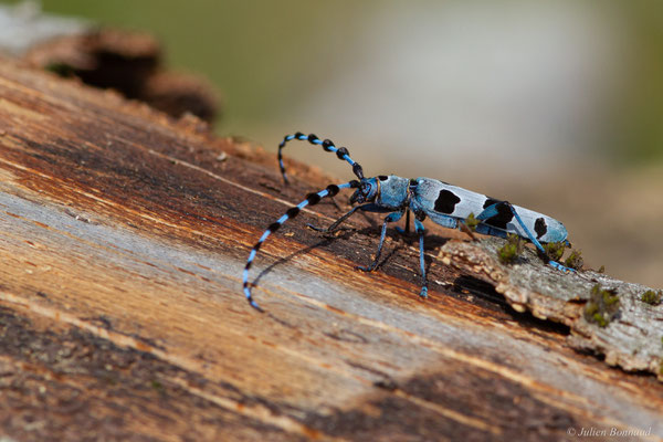 Rosalie des Alpes — Rosalia alpina (Linnaeus, 1758), (Bedous (64), France, le 03/08/2025)