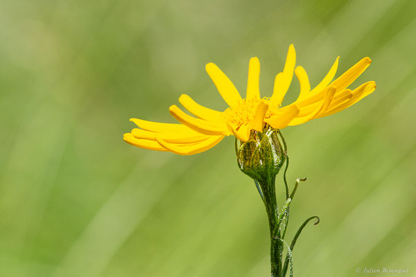 Séneçon doronic — Senecio doronicum (L.) L., 1759, (Col de Puymorens, Porté-Puymorens (66), le 10/07/2023)