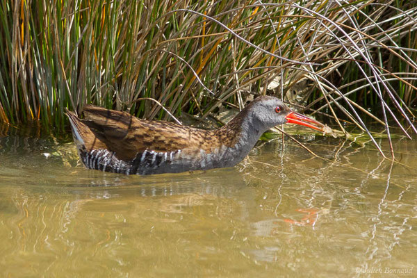 Râle d'eau — Rallus aquaticus Linnaeus, 1758, (réserve ornithologique du Teich (33), France, le 23/05/2021)