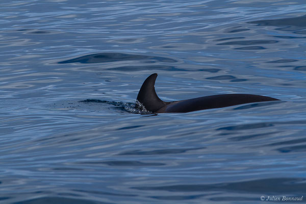 Orque ou Épaulard – Orcinus orca (Linnaeus, 1758), (Saint-Jean-de-Luz (64), France, le 05/10/2019)