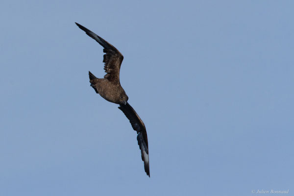 Grand Labbe — Stercorarius skua (Brünnich, 1764)