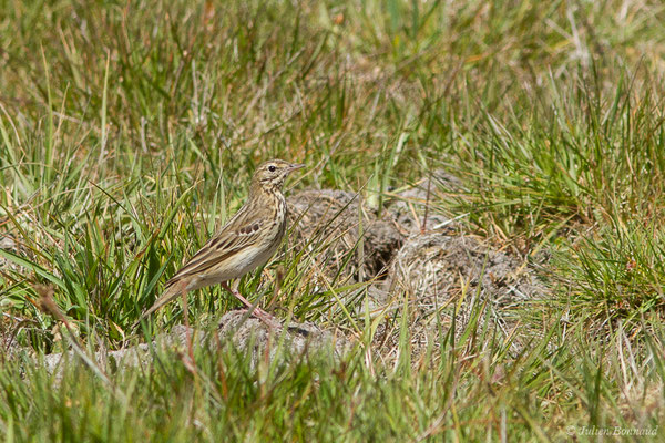 Pipit des arbres — Anthus trivialis (Linnaeus, 1758), (Arengosse (40), France, le 14/04/2021)