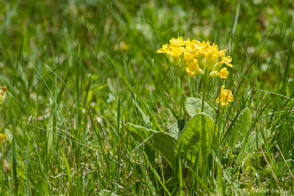 Coucou, Primevère officinale – Primula veris L., 1753, (Etsaut (64), France, le 06/05/2019)