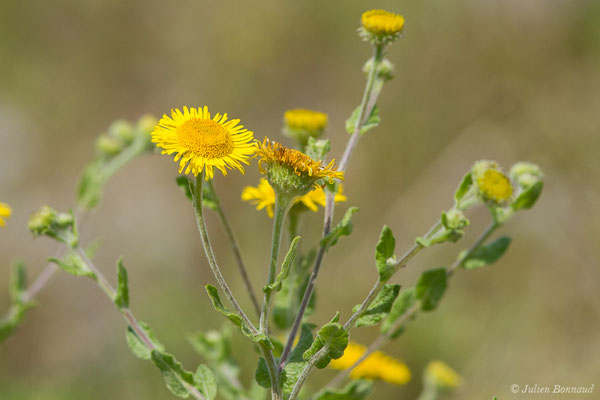 Pulicaire dysentérique — Pulicaria dysenterica (L.) Bernh., 1800