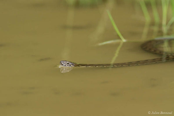 Couleuvre vipérine — Natrix maura (Linnaeus, 1758), (subadulte) (Adé (65), France, le 17/05/2021)