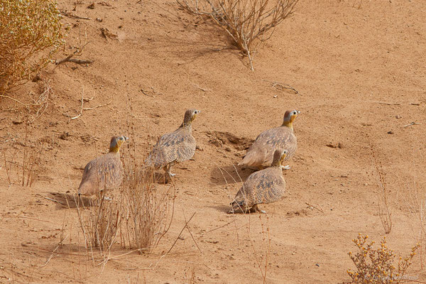 Ganga couronné — Pterocles coronatus Lichtenstein, 1823, (Parc national d'Iriqui (Souss-Massa-Draâ, Guelmim-Es Semara), Maroc, le 12/02/2023)