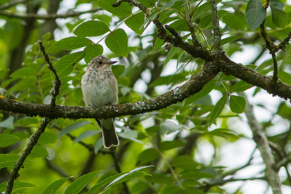 Gobemouche gris — Muscicapa striata (Pallas, 1764), (Saint-Faust (64), France, le 17/07/2019)