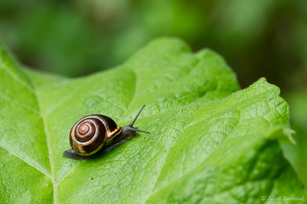 Escargot des haies — Cepaea nemoralis (Linnaeus, 1758)