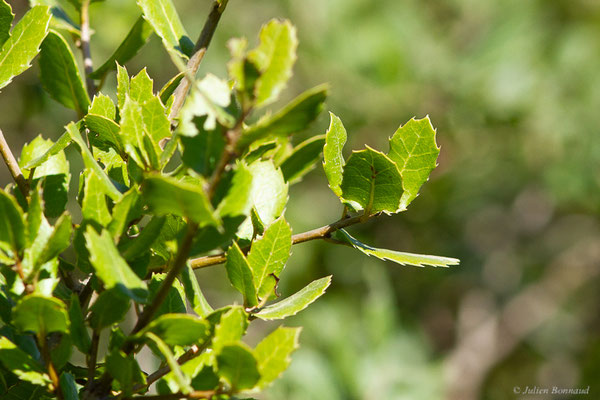 Chêne Kermès — Quercus coccifera L., 1753, (Tétouan (Tanger-Tétouan-Al Hoceïma), Maroc, le 27/09/2023)