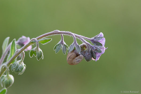 Cynoglosse de Crète — Cynoglossum creticum Mill., 1768, (Mireval (34), France, le 02/05/2025)