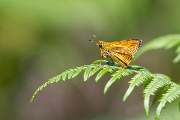 Sylvaine — Ochlodes sylvanus (Esper, 1777), (Carcen-Ponson (40), France, le 16/06/2025)