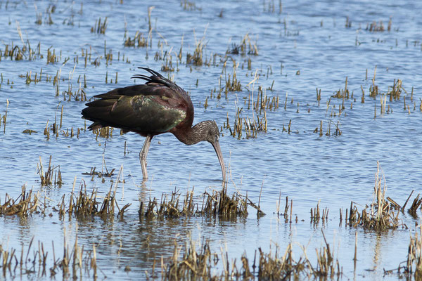 Ibis falcinelle — Plegadis falcinellus (Linnaeus, 1766), (Parc Naturel du Delta de l'Ebre (Catalogne), Espagne, le 06/02/2022)