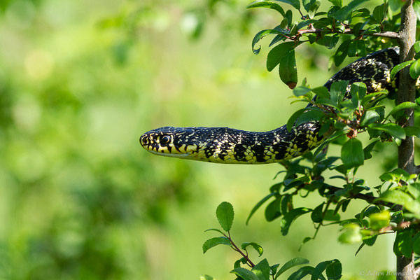 Couleuvre verte et jaune — Hierophis viridiflavus (Lacepède, 1789)