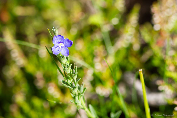 Véronique arbustive — Veronica fruticans Jacq., 1762, (Col de Puymorens, Porté-Puymorens (66), le 10/07/2023)