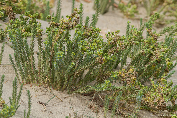 Euphorbe maritime ou Euphorbe des sables — Euphorbia paralias L., 1753, (Tarifa (Andalousie), le 03/08/2020)