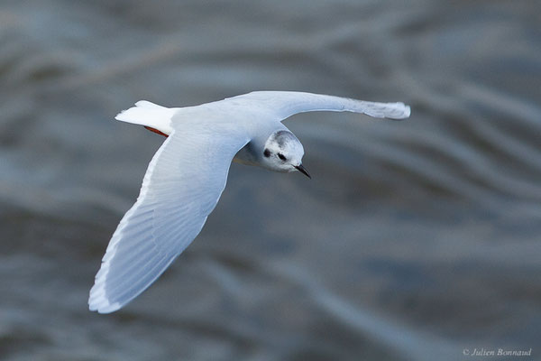 Mouette pygmée — Hydrocoloeus minutus (Pallas, 1776), (Capbreton (40), France, le 02/12/2022)