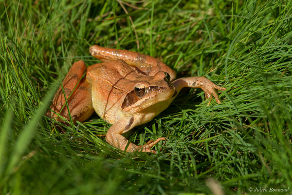 Grenouille agile — Rana dalmatina Fitzinger in Bonaparte, 1838, (adulte) (Saint-Jouvent (87), France, le 29/06/2018)
