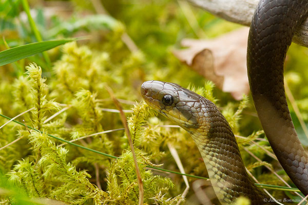 Couleuvre d'Esculape — Zamenis longissimus (Laurenti, 1768)