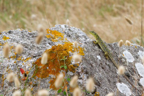 Lézard ocellé — Timon lepidus (Daudin, 1802), (femelle adulte), (Tarnos (64), France), le 05/06/2025)