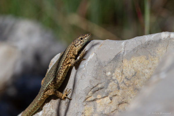 Lézard des Baléares — Podarcis lilfordi (Günther, 1874)