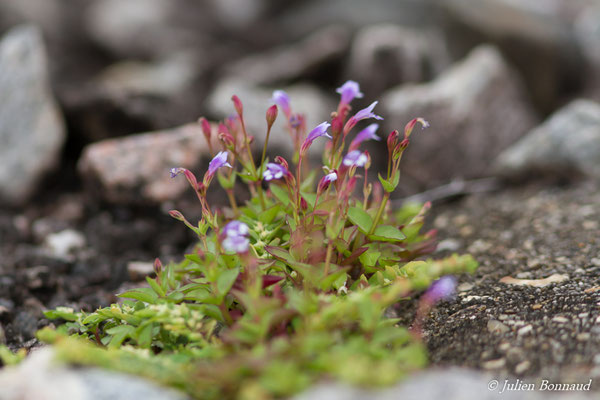 Torenia crustacea (Centre Spatial Guyanais, Kourou, le 16/02/2017)